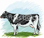 Holstein cow illustration